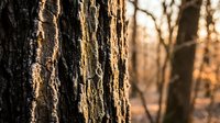 Close-up of textured tree bark with warm golden sunlight filtering through forest background during sunset or sunrise creating natural outdoor atmosphere.