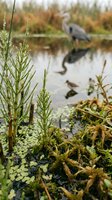 Shallow wetland with green marsh plants in foreground, blurred heron wading in background water. Ideal for nature, wildlife, and ecosystem editorial use.