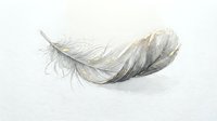 Single gray feather with detailed barbs floating on white background, natural bird plumage element for organic design projects and nature concepts.