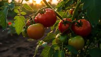 Fresh ripe tomatoes growing on vine in garden with warm sunlight, organic farming and homegrown vegetables for healthy cooking and sustainable agriculture.
