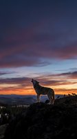 Wolf howling on rocky mountain peak at dramatic sunset with golden and purple sky, forested valley below, wildlife in natural habitat.