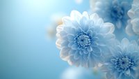 Dreamy light blue dahlia flowers in soft focus against pastel blue background, creating serene and romantic mood for wedding and celebration designs.