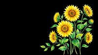Sunflowers with green stems and leaves isolated on transparent background, ready for t-shirt designs, clipart, stickers, sublimation, and print-on-demand products.