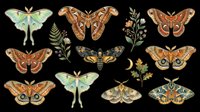 Moth and butterfly collection isolated on transparent background, ready for t-shirt design, clipart, stickers, sublimation and print-on-demand projects.