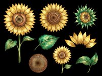 Sunflower clipart set with blooms, buds, seeds, and leaves isolated on transparent background. Great for t-shirt design, stickers, sublimation, and print on demand.