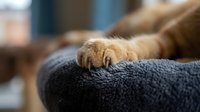 Closeup of a ginger cat paw resting on a soft gray pet bed, showcasing tiny claws and fluffy fur in a cozy home setting.