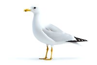 White seagull with yellow beak and feet standing in profile view on isolated background, detailed rendering for nature and wildlife designs.
