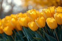 Golden yellow tulips with green stems in soft sunlight, ideal for spring gardening, floral design, and nature-themed projects.
