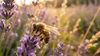 Honeybee collecting nectar from purple lavender flowers in golden sunlight. Natural pollination process in blooming field during warm summer evening.