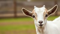 Adorable white goat with brown ears looking directly at camera in farm setting with wooden fence and green grass background for agriculture content.