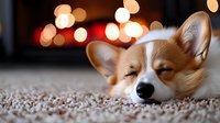 Sleeping Corgi puppy on carpet with soft bokeh lights in background, peaceful expression and closed eyes, cozy home atmosphere.