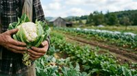 Farmer holding fresh cauliflower head in hands at vegetable farm field with mountains in background, organic agriculture and harvest concept.
