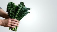 Fresh curly kale bunch held in hand against white background, organic leafy green vegetable for healthy cooking and nutrition.