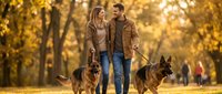 Happy young couple walking with two German Shepherd dogs in autumn park during golden hour sunset, enjoying romantic outdoor leisure time together.