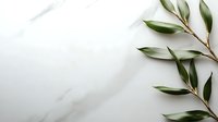 Fresh green olive branch with leaves against white marble background, creating minimalist composition with natural shadow and copy space for text.