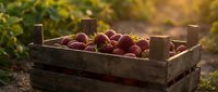 Fresh red apples in rustic wooden crate during golden hour harvest time. Organic fruit collection for healthy eating and autumn seasonal concepts.