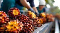 Fresh palm oil fruit bunches on conveyor at processing plant, ripe red clusters ready for extraction, industrial agriculture production with workers in background.