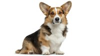 Pembroke Welsh Corgi with tricolor coat sitting against white background, looking attentively at camera. Isolated pet portrait for commercial use.
