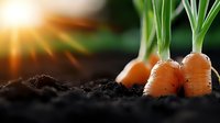 Fresh organic carrots growing in fertile soil with bright sunlight, showing roots and green tops against dark earth background, natural farming concept.
