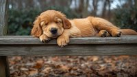 Sleepy golden retriever puppy lying on wooden fence with autumn leaves in background, displaying adorable relaxed expression. Perfect for pet care marketing.
