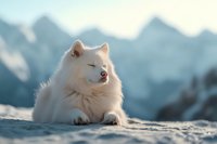 White fluffy Samoyed dog relaxing on snowy ground against mountain backdrop, eyes closed in peaceful expression, sunlit winter scene with soft bokeh effect.