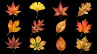 Autumn leaves collection featuring maple, ginkgo, and oak varieties in red, orange, and yellow tones. Isolated on transparent background, ready for t-shirt designs, clipart, stickers, sublimation, and print-on-demand projects.