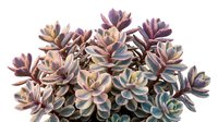 Cluster of succulent plants with purple, pink, and green rosette-shaped leaves isolated on white background, suitable for design, botanical illustrations, and gardening projects.