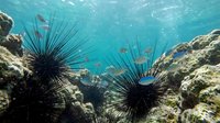 Underwater coral reef scene with black sea urchins and tropical fish swimming in crystal clear turquoise water for marine biology and ocean conservation.