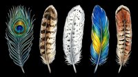 Isolated feathers collection featuring peacock, eagle, and decorative plumage on transparent background. Ready for clipart, t-shirt design, stickers, sublimation, and print-on-demand projects.