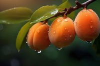 Fresh ripe kumquats on branch with water drops and morning dew, green leaves background, macro photography showing juicy citrus fruits in natural light.