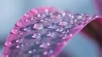 Macro shot of pink petal covered in water droplets and morning dew, with soft bokeh background and natural light reflection for nature and botanical designs.