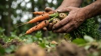 Farmer hands holding fresh organic carrots with green tops from garden harvest. Sustainable agriculture and healthy eating concept for farm to table lifestyle.