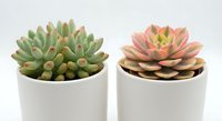 Two colorful succulent plants in white ceramic pots on clean background, modern home decor and gardening concept for interior design projects.