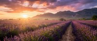 Lavender field at sunset with purple flowers in rows, mountain landscape background, golden hour lighting, agricultural countryside scenery for relaxation.