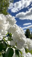 White carnation flowers with ruffled petals and green foliage against blue sky with clouds, suitable for spring garden, floral design, and nature backgrounds.