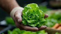 Fresh green butterhead lettuce held in farmer's hand against blurred garden background, showcasing organic produce and sustainable agriculture.