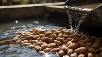 Fresh almonds being washed under running water stream in dark wooden bowl, closeup view of nuts cleaning process with water splash and natural lighting.