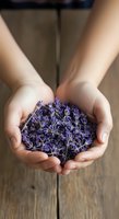 Hands holding dried purple lavender flowers over wooden surface, natural herbal remedy and aromatherapy ingredient for wellness and spa applications.