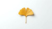 Single golden yellow ginkgo leaf isolated on white background for autumn design projects and natural botanical decorations.