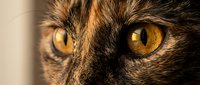 Close-up of intense golden amber cat eyes with detailed fur texture in warm lighting. Feline gaze with striking yellow irises and dark pupils for pet photography.
