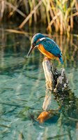 Kingfisher bird perched on wooden branch over calm water with reflection, surrounded by reeds in natural wetland habitat for wildlife photography.
