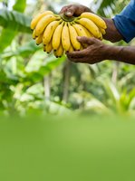 Farmer with dark skin tone holding fresh yellow banana bunch in plantation field with green foliage background for agriculture and farming concepts.