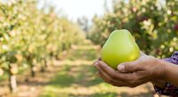 Farmer holding fresh green pear in hand at orchard during harvest season. Agricultural worker displaying organic fruit produce in garden setting.