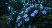 Purple wildflowers blooming on moss-covered stone wall in forest setting. Natural spring garden scene with delicate petals and lush greenery backdrop.