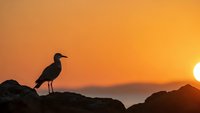 Seagull silhouette perched on rocky cliff during golden sunset over ocean horizon. Peaceful coastal scene for nature and travel designs.