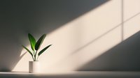 Green plant in white pot casting shadow on light wall with dramatic diagonal sunbeam creating minimalist composition and peaceful atmosphere.