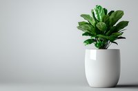 Minimalist green houseplant in modern white ceramic pot against light gray background. Clean composition for home decor and interior design concepts.