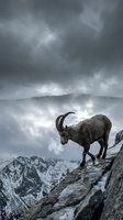 Wild mountain goat standing on rocky cliff edge with dramatic stormy clouds and snow-capped peaks in background for outdoor adventure themes.