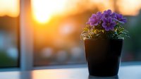 Purple flowering plant in black pot on windowsill at sunset, ideal for home decor, gardening, and lifestyle design projects.