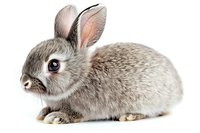 Adorable gray baby bunny rabbit with long ears and soft fur isolated on white background, suitable for Easter holiday designs and pet care marketing materials.